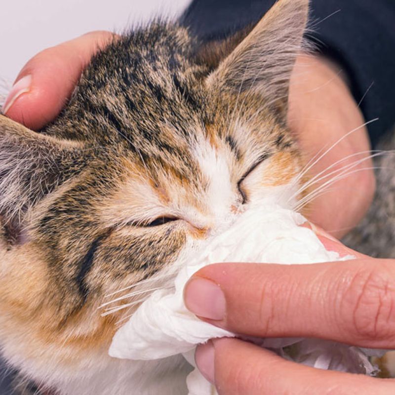 Chăm sóc mèo cẩn thận khi mưa.