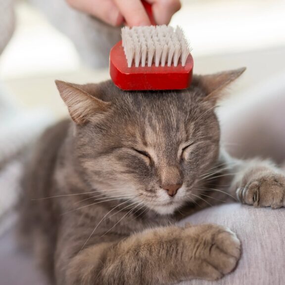 Chăm sóc mèo mùa mưa: Những lưu ý quan trọng mà Sen cần biết