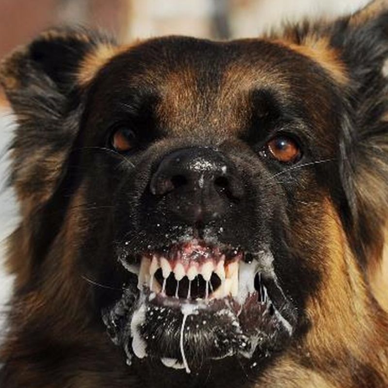 Tác hại của chó bị dại.