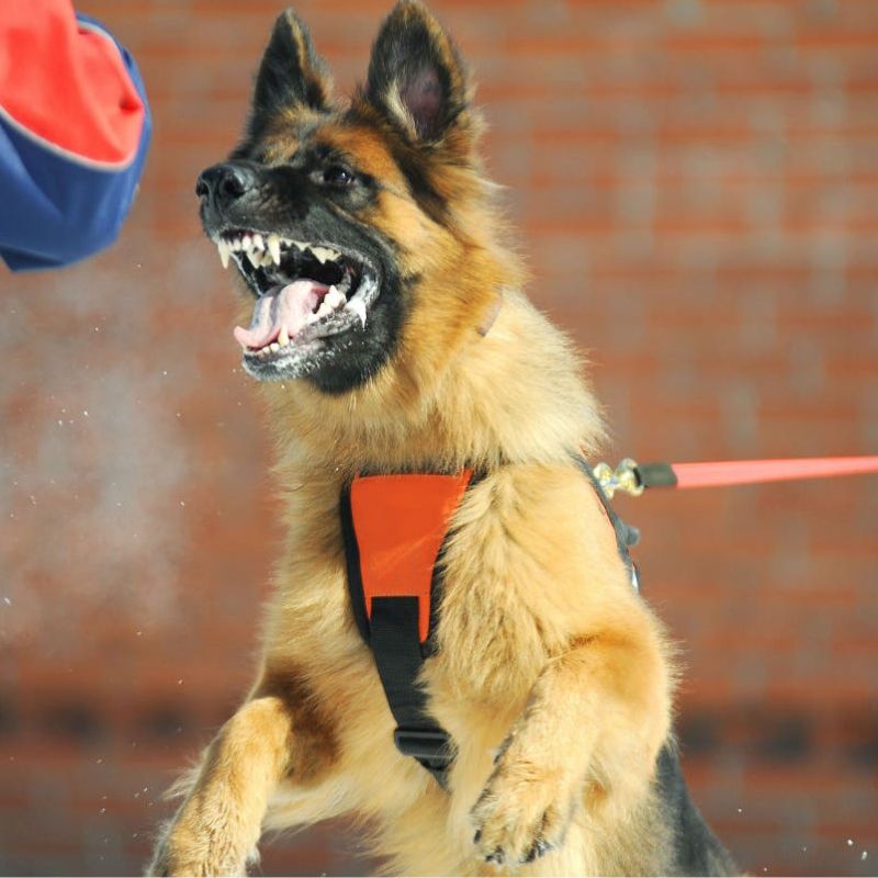 Phòng ngừa chó bị dại.