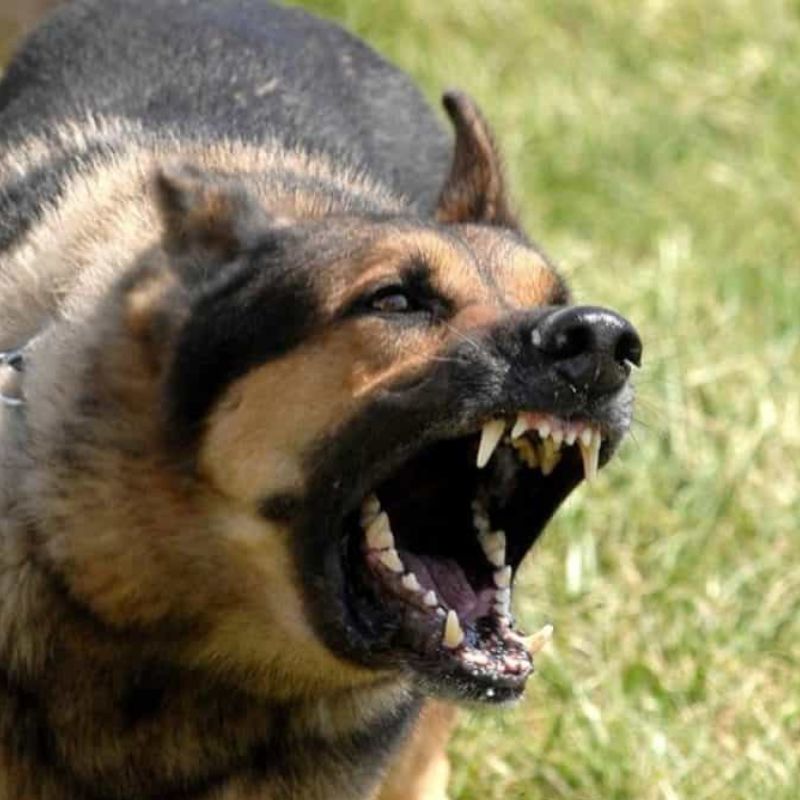 Cách xử lý khi chó bị dại.