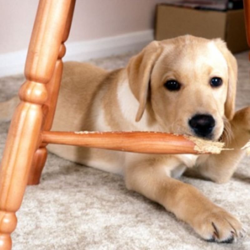 Tham khảo phương pháp huấn luyện chó.