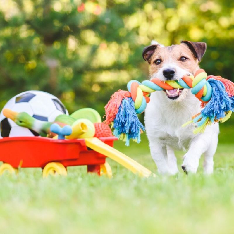 Cho chó tập luyện với đồ chơi.