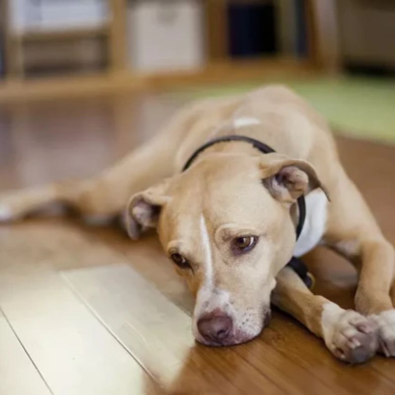 Nguyên nhân khiến chó trầm cảm.