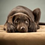 Chó trầm cảm: Biểu hiện thường gặp và phương pháp khắc phục