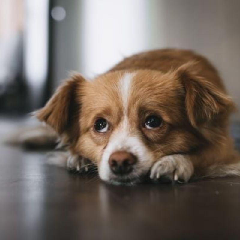 Các dấu hiệu chó trầm cảm về sinh lý.