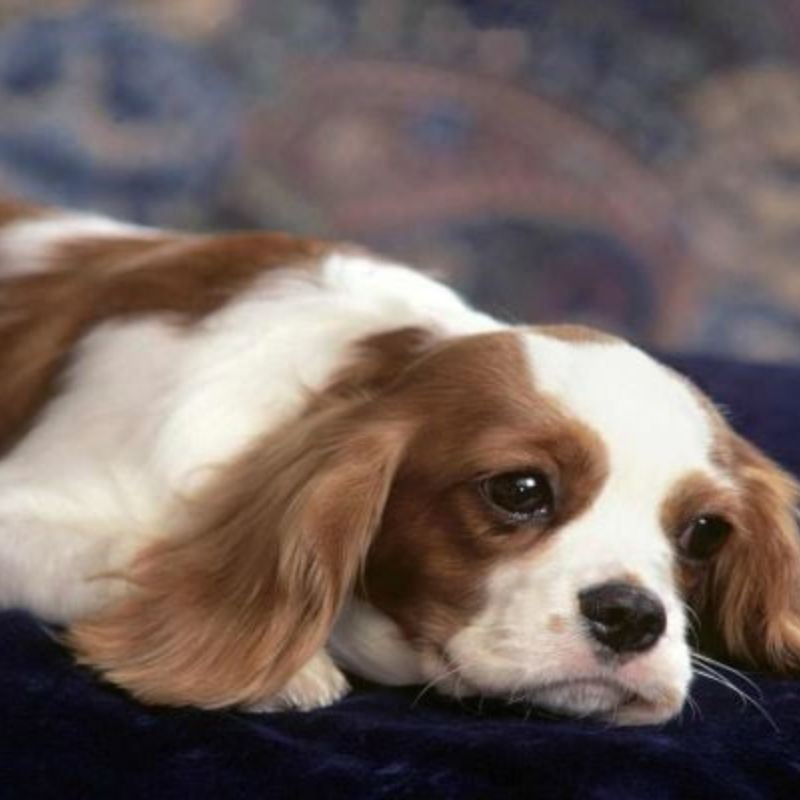 Phương pháp khắc phục chó trầm cảm.