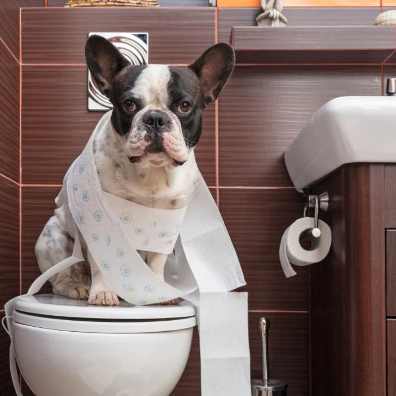 Học cách dạy chó đi vệ sinh.