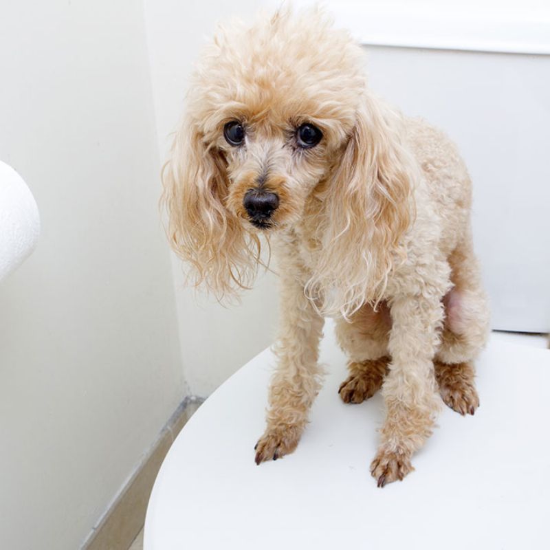 Phương pháp luyện tập cho chó đi vệ sinh đúng chỗ.