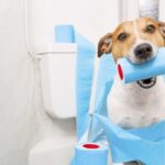 Cố gắng duy trì thói quen cho cún cưng.