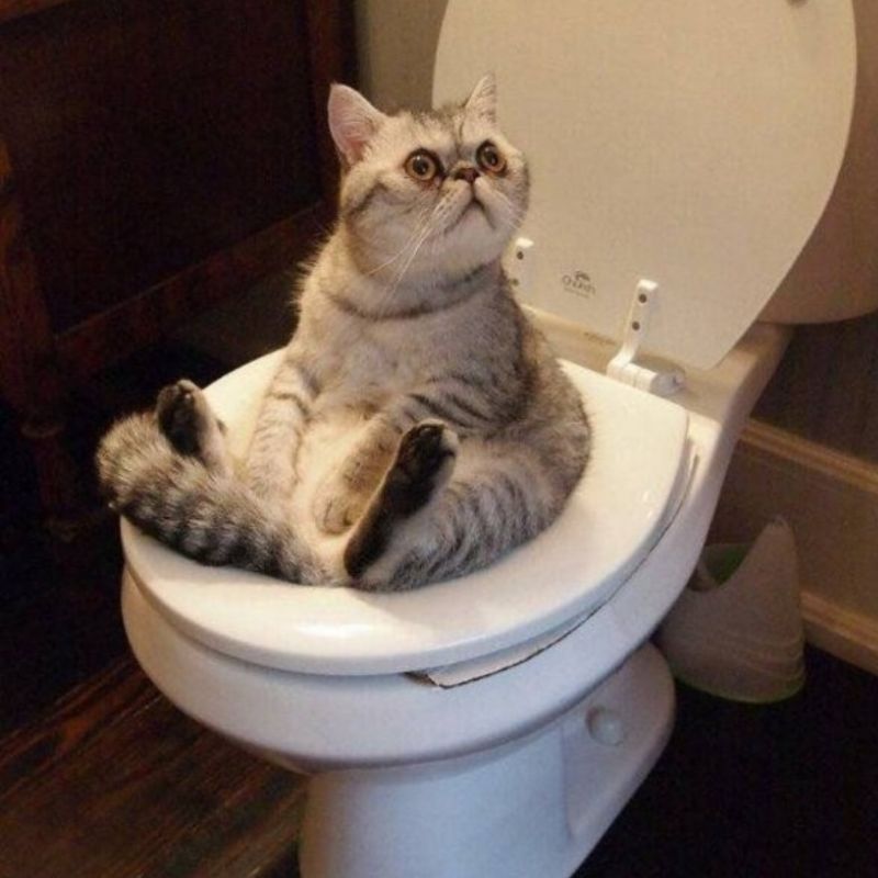 Tìm hiểu kỹ càng để dạy mèo đi vệ sinh.