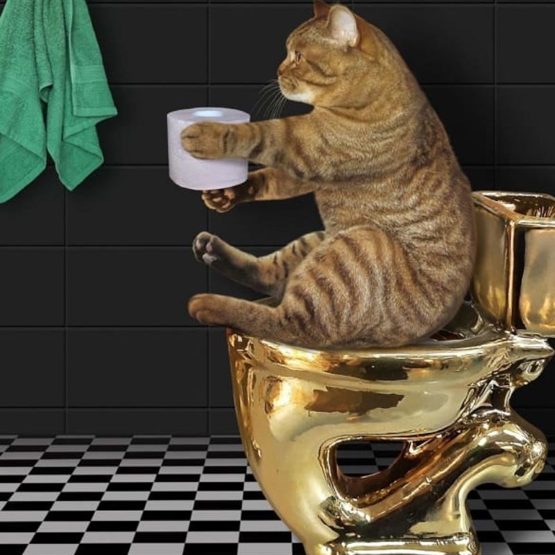 Chuẩn bị trước khi dạy mèo đi vệ sinh.