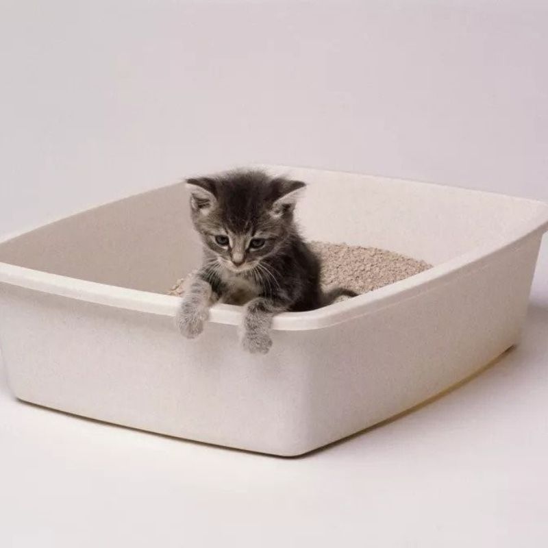 Phương pháp dạy mèo đi vệ sinh.