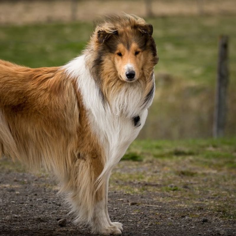 Tầm quan trọng của chế độ ăn uống trong quá trình dưỡng lông cho chó.