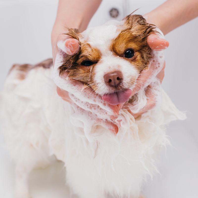 Chủ nuôi cần chú ý tần suất tắm rửa phù hợp.