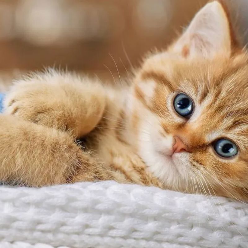 Lựa chọn dưỡng lông cho mèo thành phần thiên nhiên.