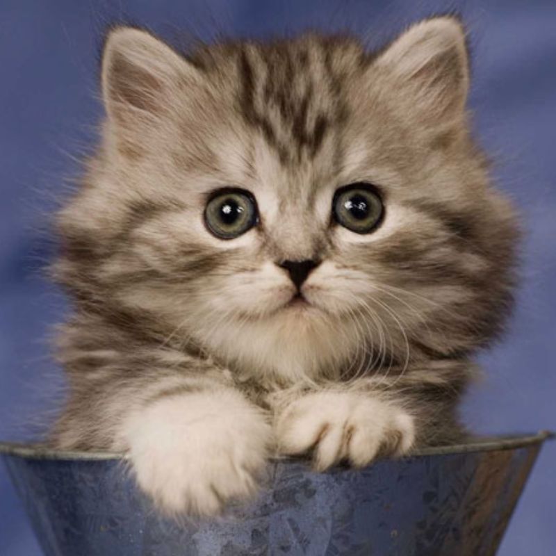 Chọn dưỡng lông cho mèo phù hợp.