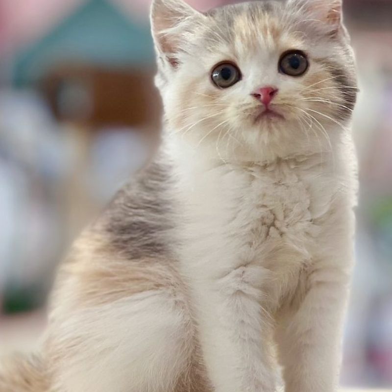 Sử dụng và trải nghiệm serum dưỡng lông cho mèo.