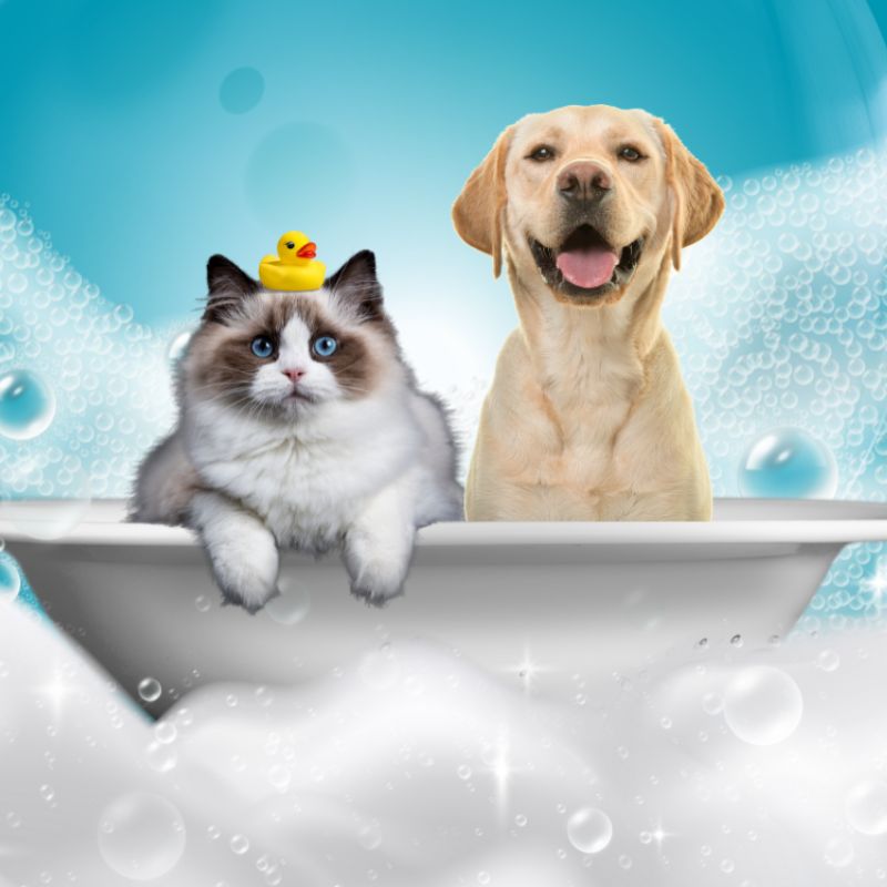 Làm đẹp cho chó mèo tại nhà.