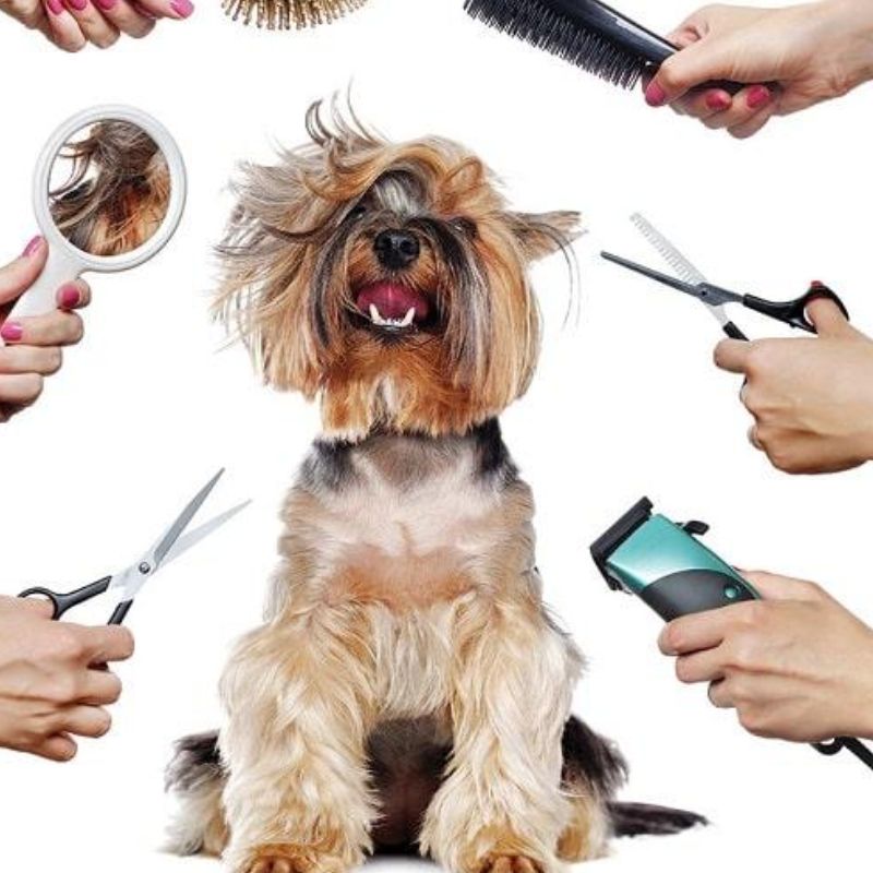 Cắt tỉa lông và chăm sóc thú cưng tại nhà.