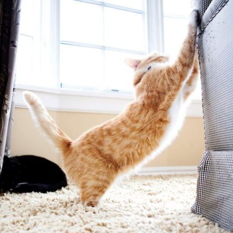 Tìm hiểu về hành vi của mèo cào phá đồ đạc.