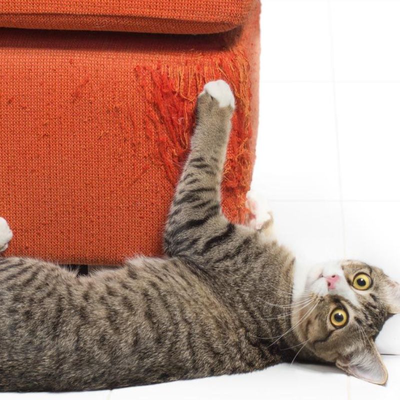 Tác động của môi trường cũng khiến mèo cào phá đồ đạc.