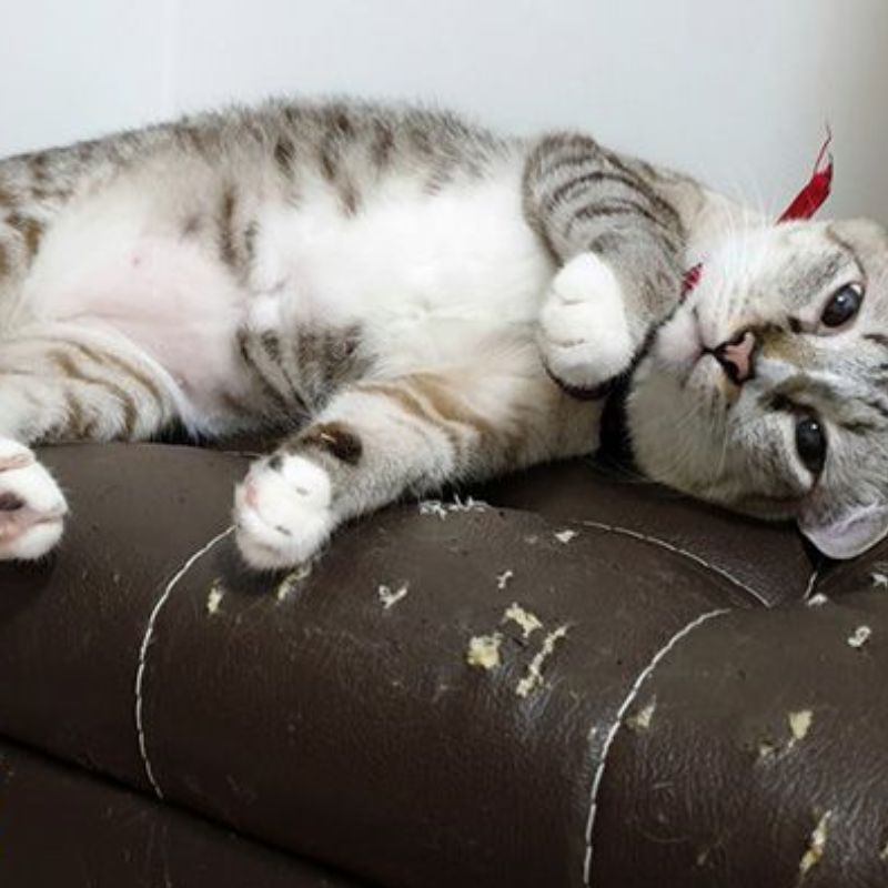 Có thể cung cấp bàn cào để hạn chế hành vi của mèo.