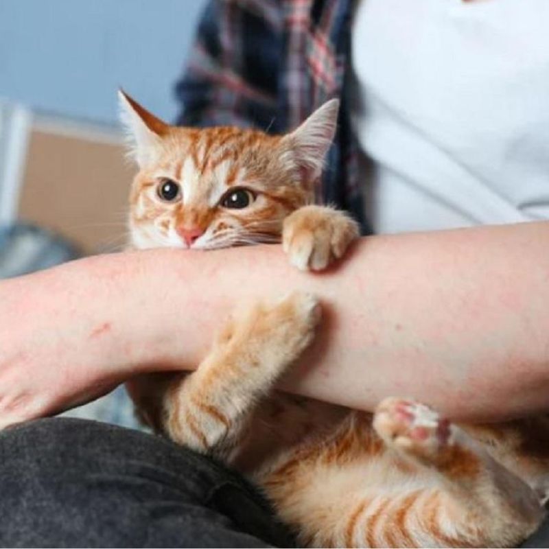 Một số mẹo phòng ngừa mèo cào phá.