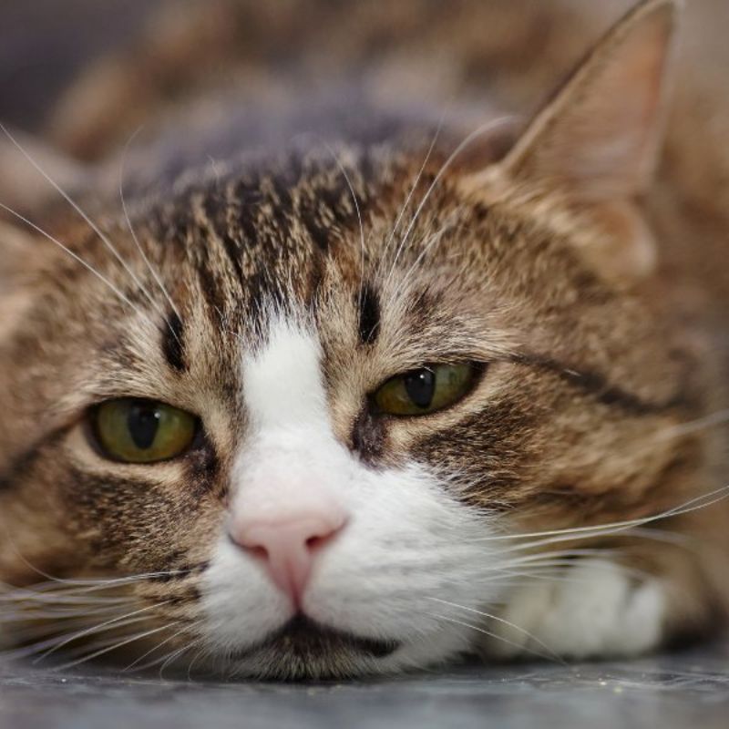 Dấu hiệu nhận biết mèo trầm cảm.