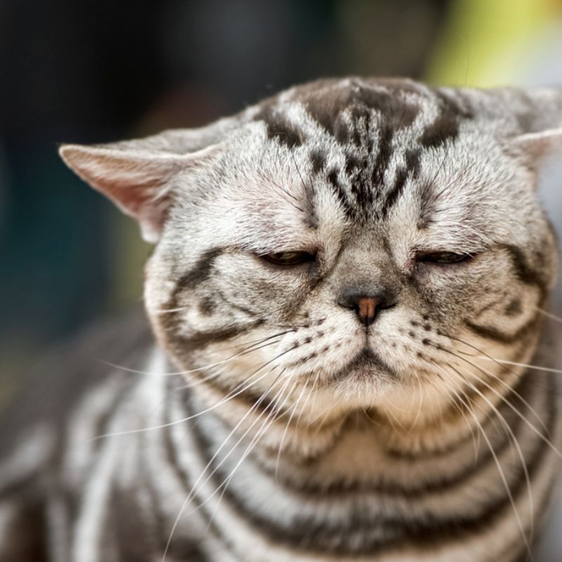 Nguyên nhân khiến mèo trầm cảm.