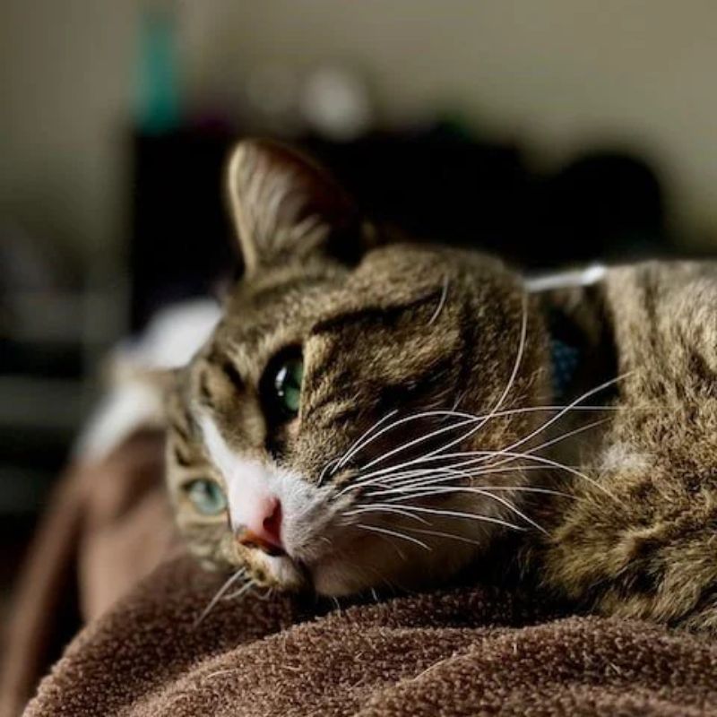 Tham khảo một số biện pháp giúp mèo trở nên vui vẻ hơn.