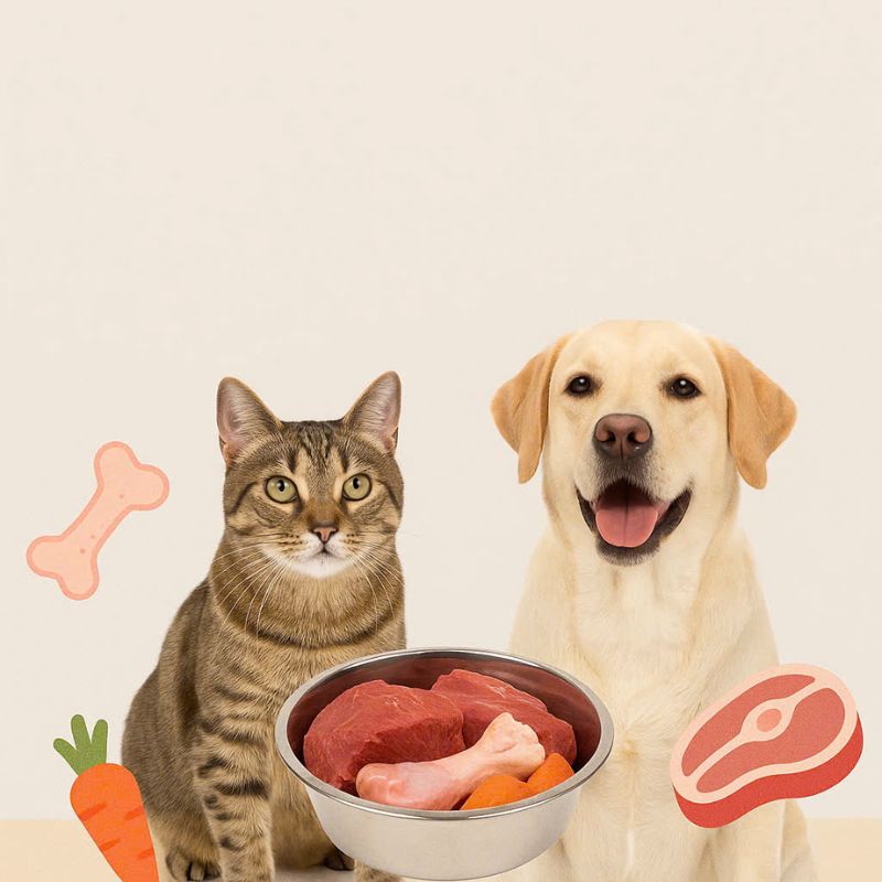 Cập nhật các tiêu chuẩn về thức ăn chó mèo.