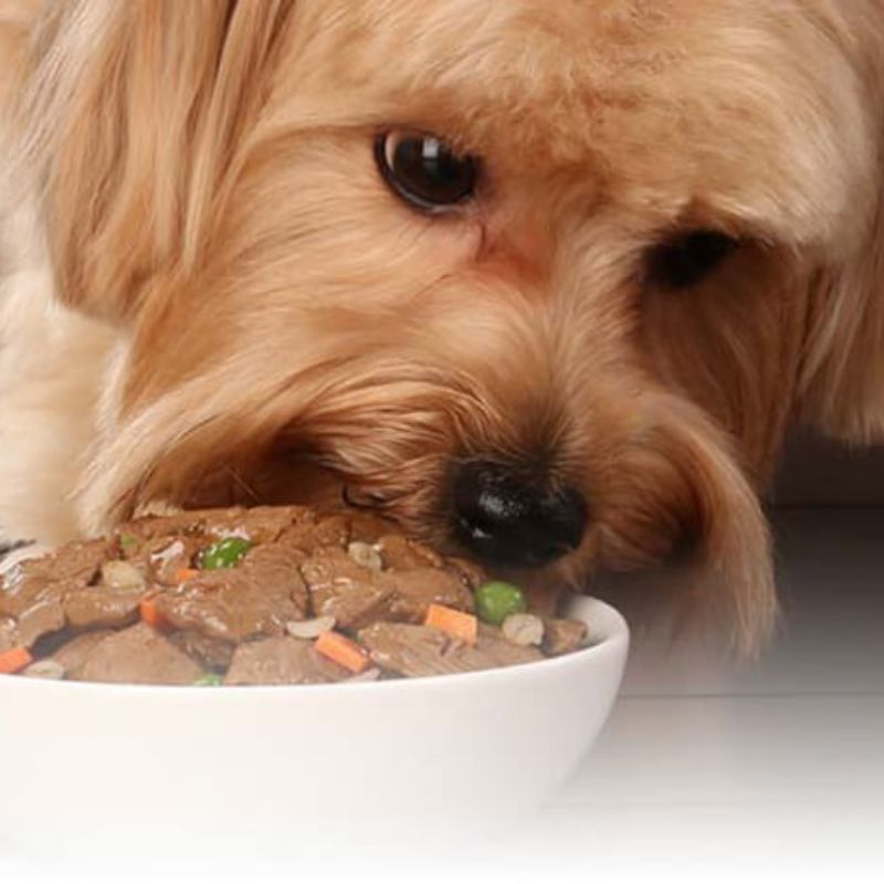 Một số loại pate cho chó con giàu dinh dưỡng.