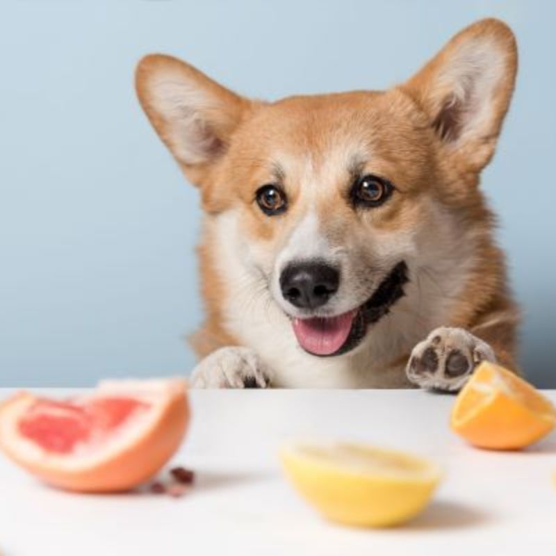 Cách chế biến pate cho chó dị ứng.