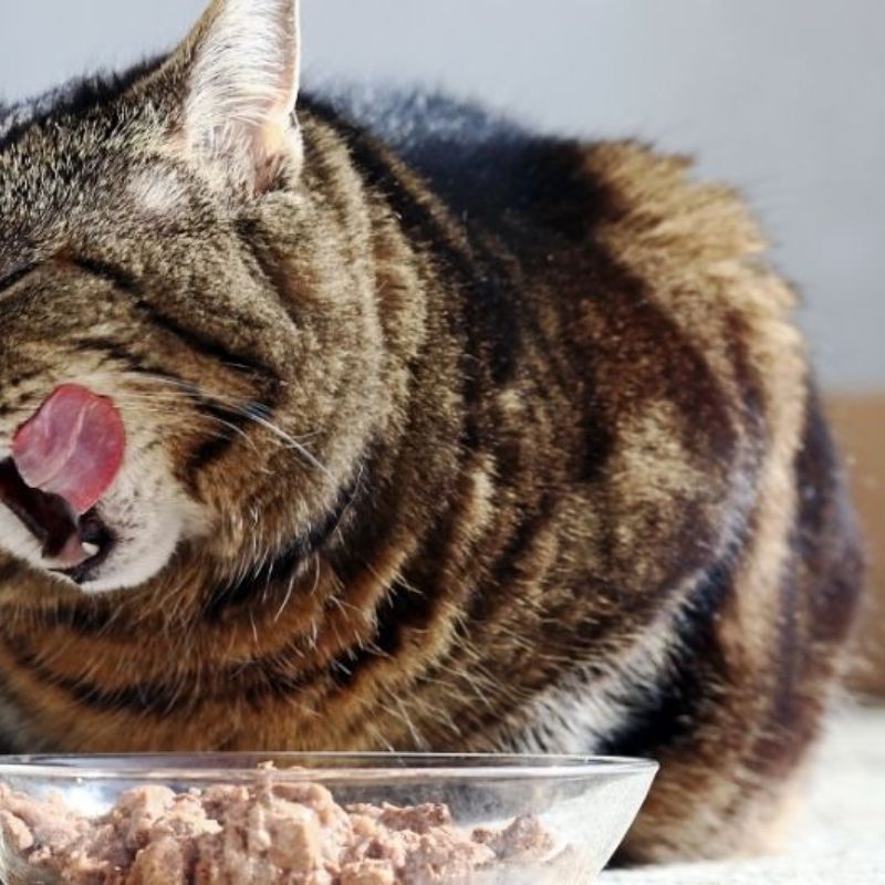 Nguyên nhân gây dị ứng ở mèo.