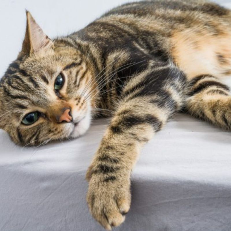 Học cách chế biến pate cho mèo dị ứng.