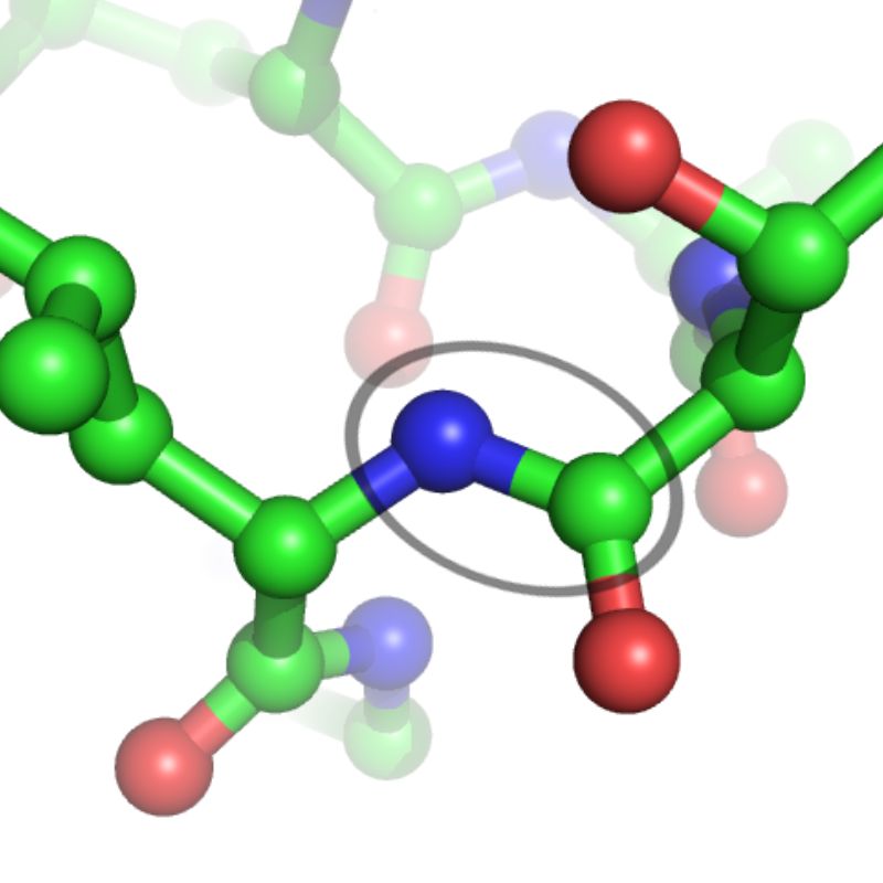 Protein Peptide Là Gì? Khám Phá Công Dụng Đặc Biệt Với Sức Khỏe Thú Cưng