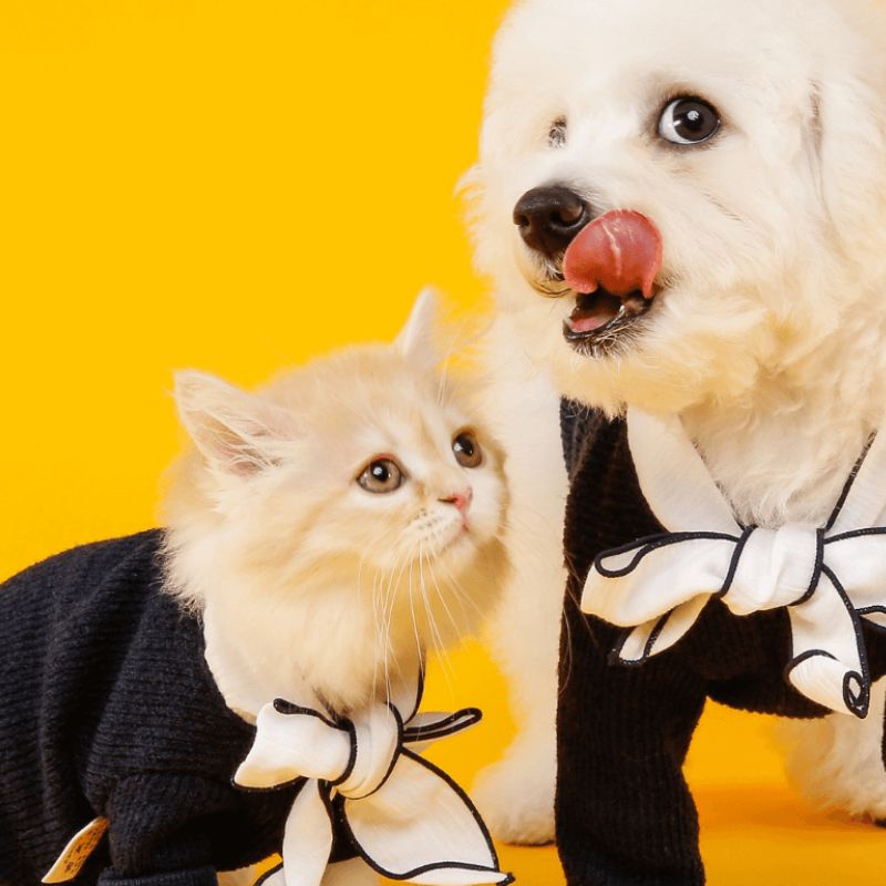 Lợi ích của quần áo chó mèo trong cuộc sống.