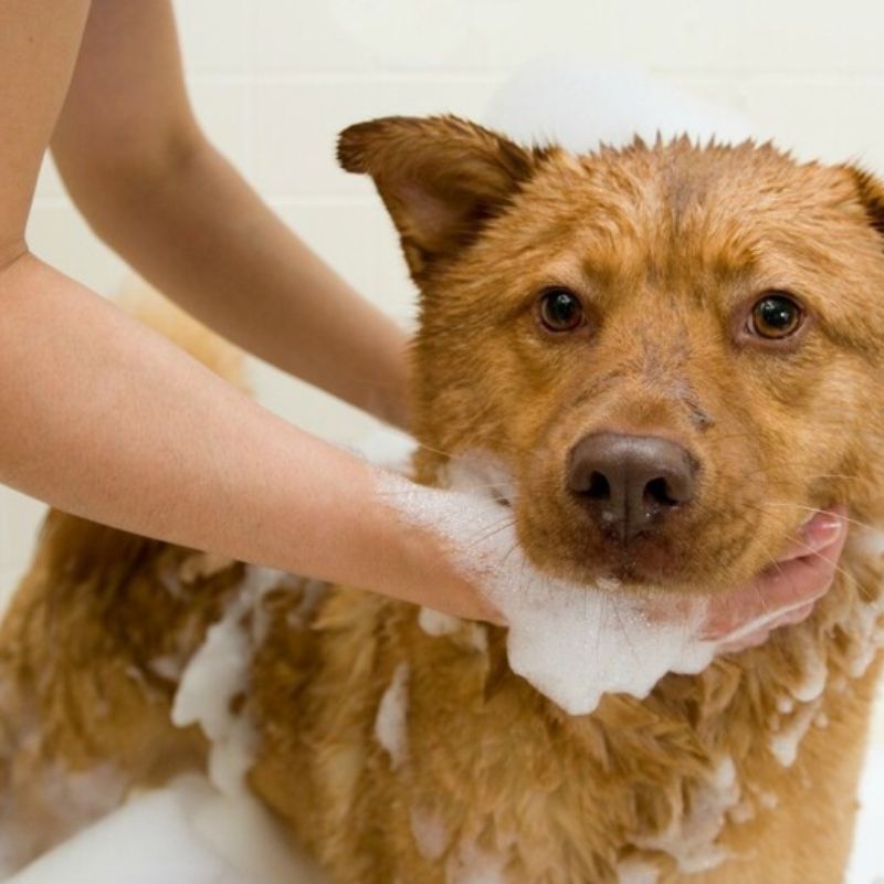 Chủ nuôi nên chọn thời điểm thích hợp để tắm.