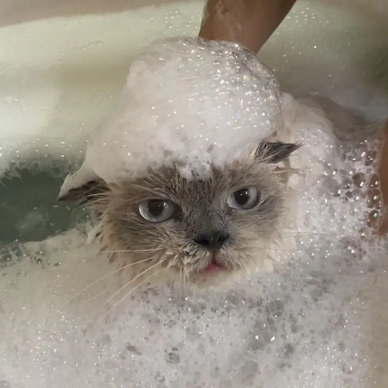 Học cách tắm cho chó mèo.