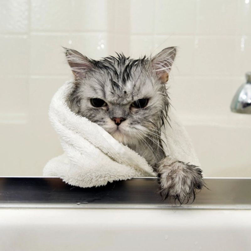 Tắm trị ve rận cho chó mèo để phòng ngừa bệnh.