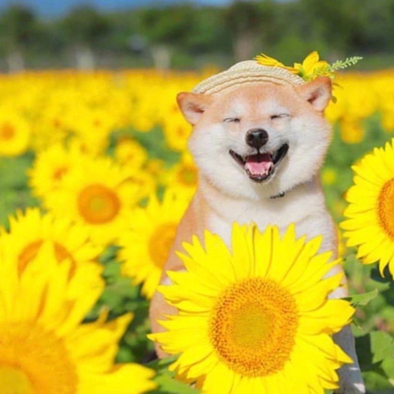 Chọn sản phẩm phù hợp với thú cưng.