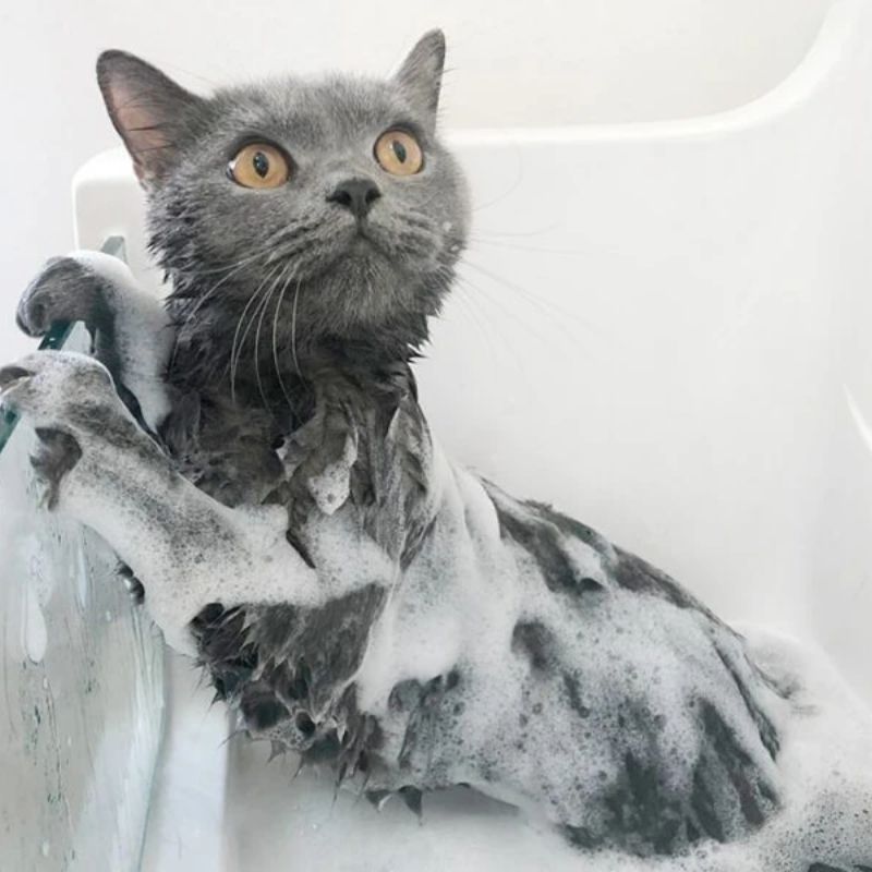 Học quy trình tắm trị ve rận cho chó mèo đúng cách.