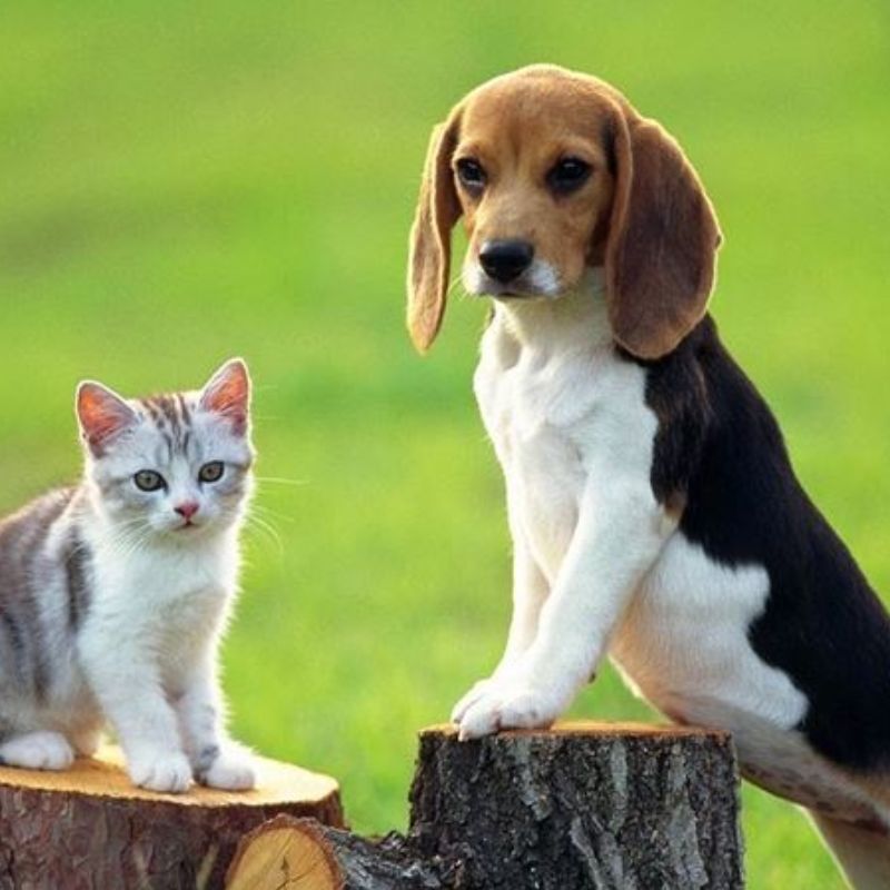 Tìm hiểu thức ăn giúp lông chó mèo mượt.