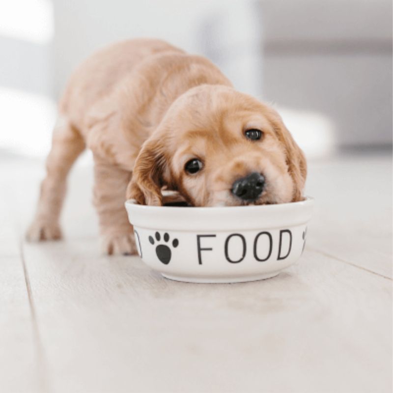 Khám phá thương hiệu pate cho chó bán chạy.