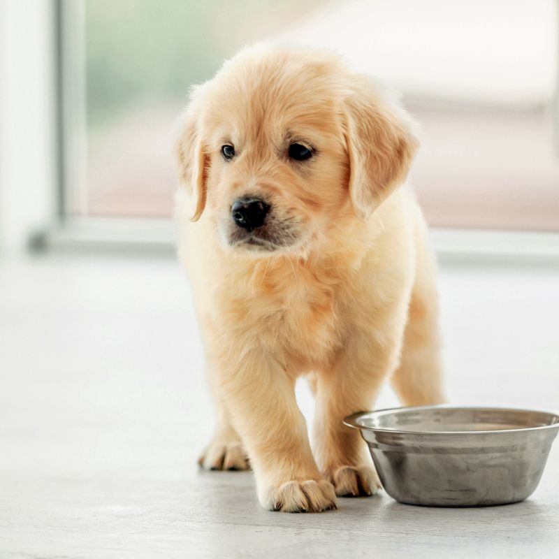 Pate bán chạy phù hợp với khẩu vị cún cưng.