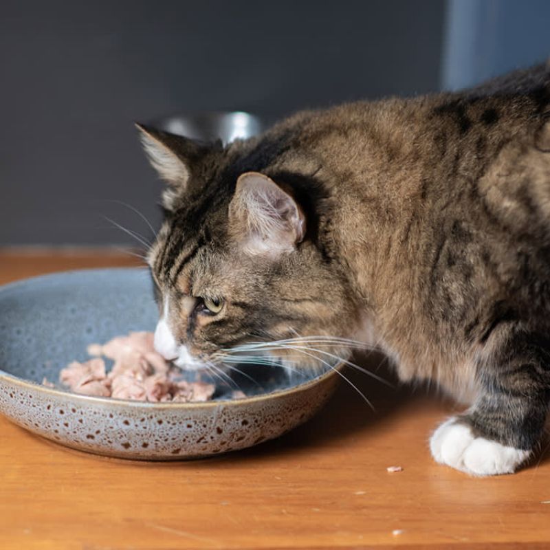 Thương hiệu pate mèo cao cấp.