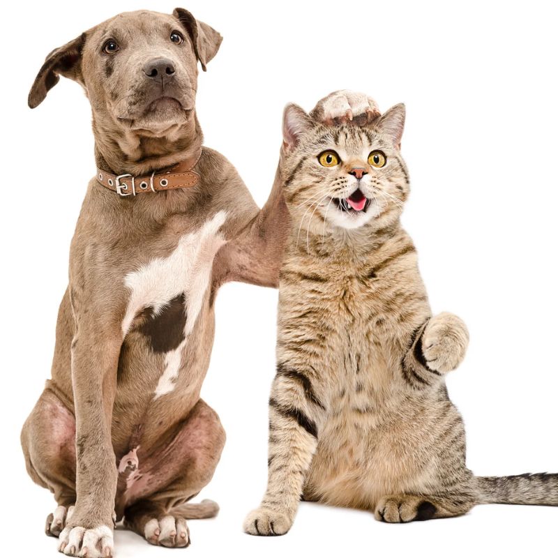 Khám phá thương hiệu pate lon chó mèo phổ thông.