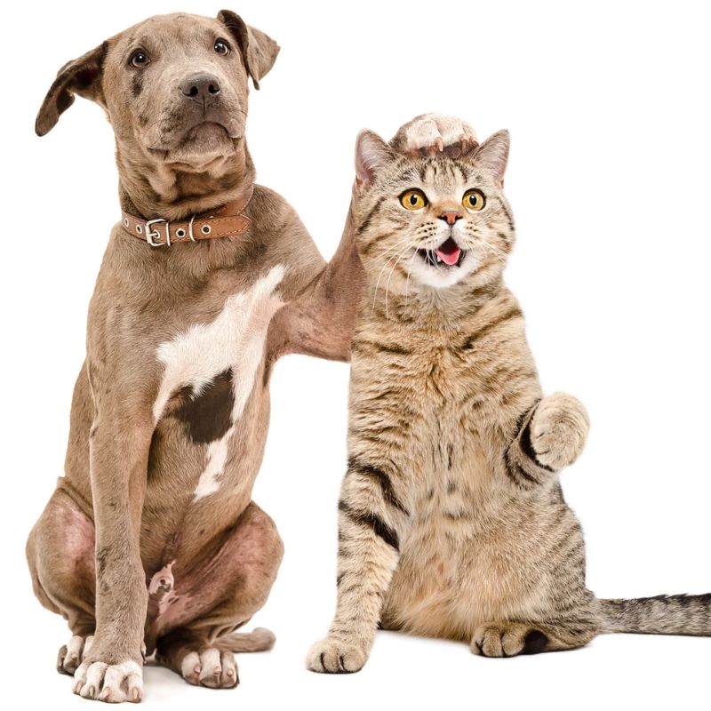 Một số dòng sản phẩm pate chó mèo uy tín.