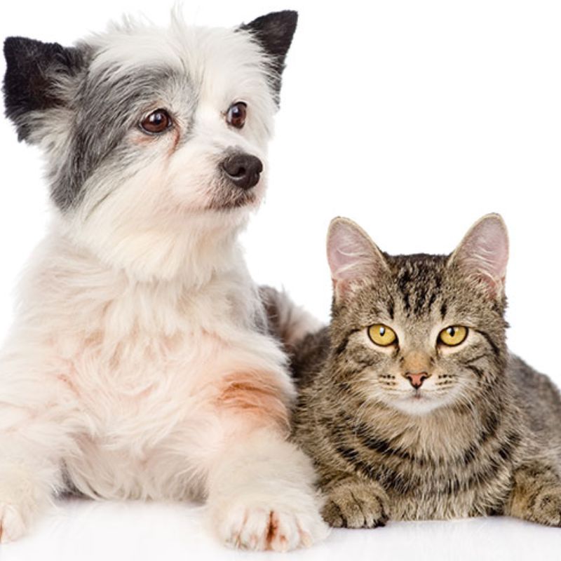 Tiêu chí đánh giá thương hiệu pate uy tín.